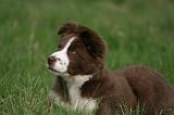 BORDER COLLIE 1563